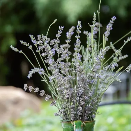 דירה L'olivier - La Roseraie Du Val'ensoleille *